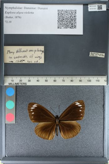 Media type: image;   Entomology 161051